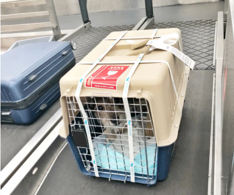 丹东宠物托运 宠物托运公司 机场宠物托运 宠物空运